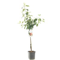 Malus d. 'Summerred' - afbeelding 3