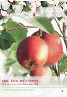 Malus d. 'Summerred'