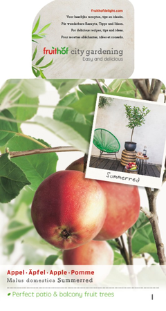 Malus d. 'Summerred' - afbeelding 1