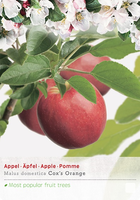Malus dom. Coxs Orange p27 h120cm
