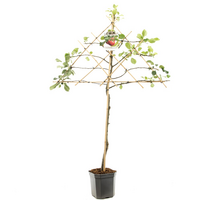 Malus dom. Coxs Orangelei P24 - afbeelding 2