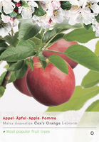 Malus dom. Coxs Orangelei P24