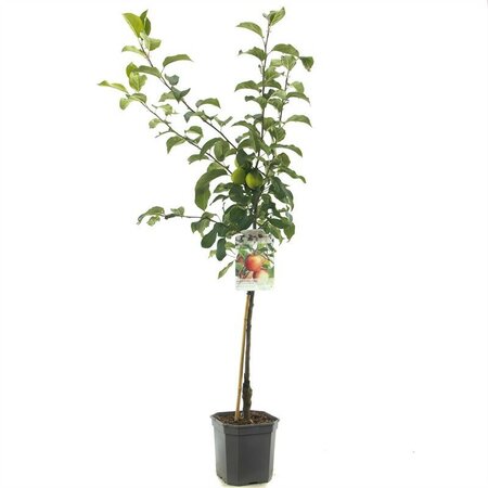 Malus dom Delcorf WT P24