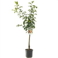 Malus dom Delcorf WT P24