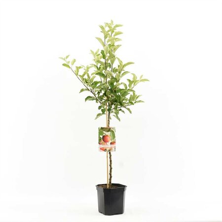 Malus dom Ecolette WT P24