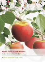 Malus dom. Elstar p27 h120cm