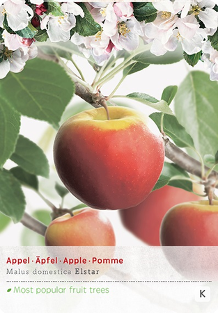 Malus dom. Elstarstruik p24 - afbeelding 1