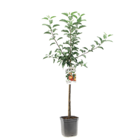 Malus dom. Galastruik p24 - afbeelding 2