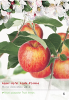 Malus dom. Galastruik p24