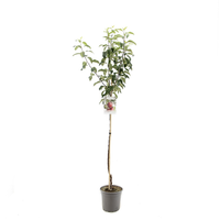 Malus dom.Gloster p27 h120cm - afbeelding 2