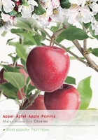 Malus dom.Gloster p27 h120cm