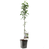 Malus dom Green cat zuilvorm vp5 - afbeelding 2