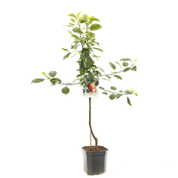 Malus dom. James Grievestruik p24 - afbeelding 2