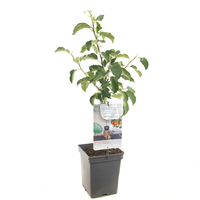 Malus dom. Rode Boskoop patio vp5 - afbeelding 2