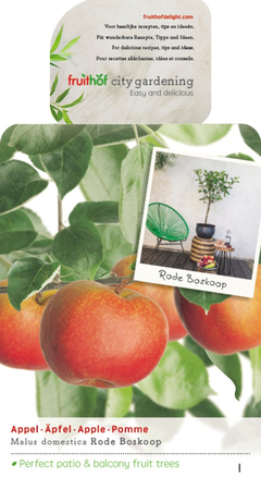 Malus dom. Rode Boskoop patio vp5 - afbeelding 1