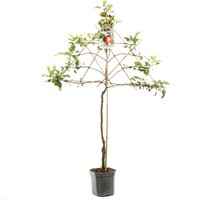 Malus dom. Summerredlei p24 - afbeelding 3