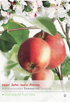 Malus dom. Summerredlei p24