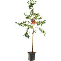 Malus Everestestruik p24 - afbeelding 2