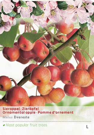 Malus Everestestruik p24 - afbeelding 1