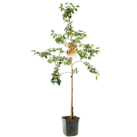 Malus Proff. Sprengerstruik p24 - afbeelding 2