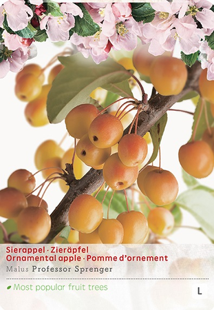 Malus Proff. Sprengerstruik p24 - afbeelding 1