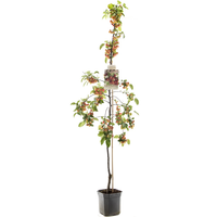 Malus Red Sentinel p24 - afbeelding 2