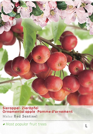 Malus Red Sentinel p24 - afbeelding 1