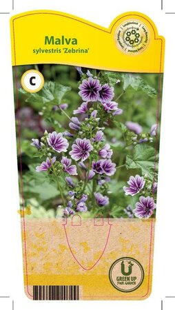 Malva syl. 'Zebrina'