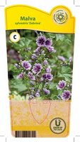 Malva syl. 'Zebrina'