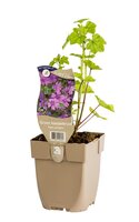 Malva sylvestris