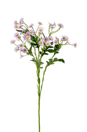 Margrietjesteel l60cm lila