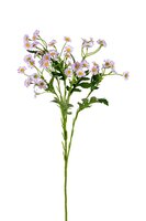 Margrietjesteel l60cm lila