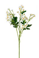 Margrietjesteel l60cm wit