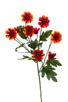 Margrietjesteel l75cm oranje