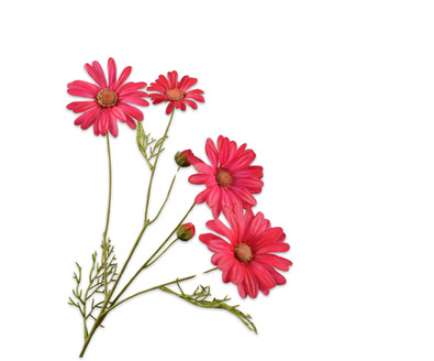 Margriettak l60cm beauty