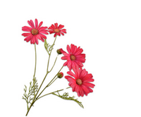 Margriettak l60cm beauty