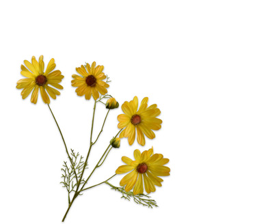 Margriettak l60cm geel