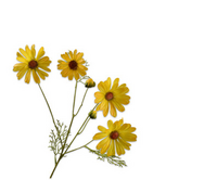 Margriettak l60cm geel