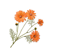 Margriettak l60cm lichtoranje