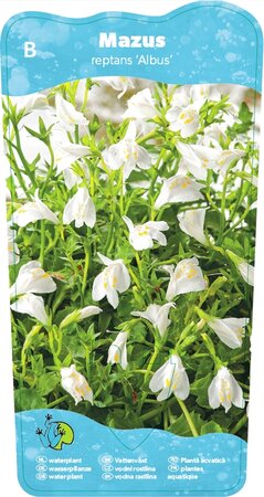 Mazus reptans 'Alba'