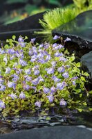 Mazus reptans 'Blue'