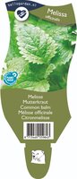 Melissa officinalis