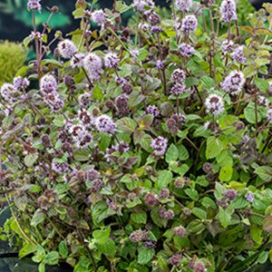 Mentha aquatica