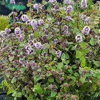 Mentha aquatica