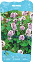 Mentha aquatica - afbeelding 2