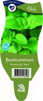Mentha pip. 'Basil'