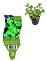 Mentha pip. 'Black Micham'