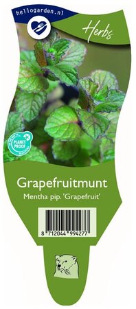 Mentha pip. 'Grapefruit'