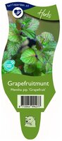 Mentha pip. 'Grapefruit'