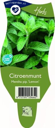 Mentha pip. 'Lemon'